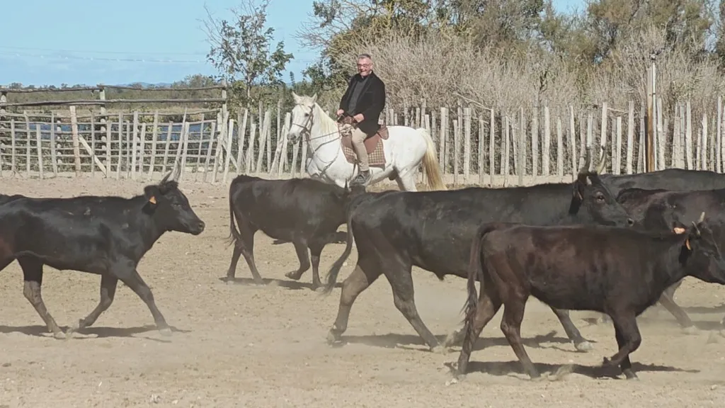 M. le curé à cheval au milieu des taureaux